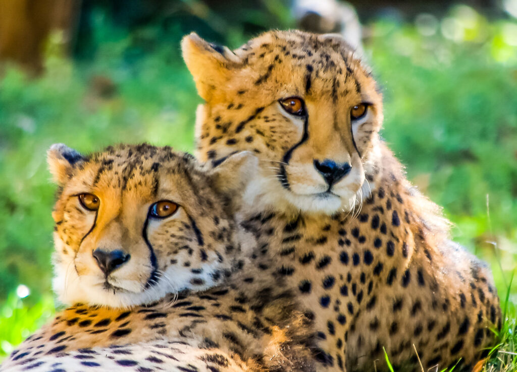 Two cheetahs pose together in the grass.