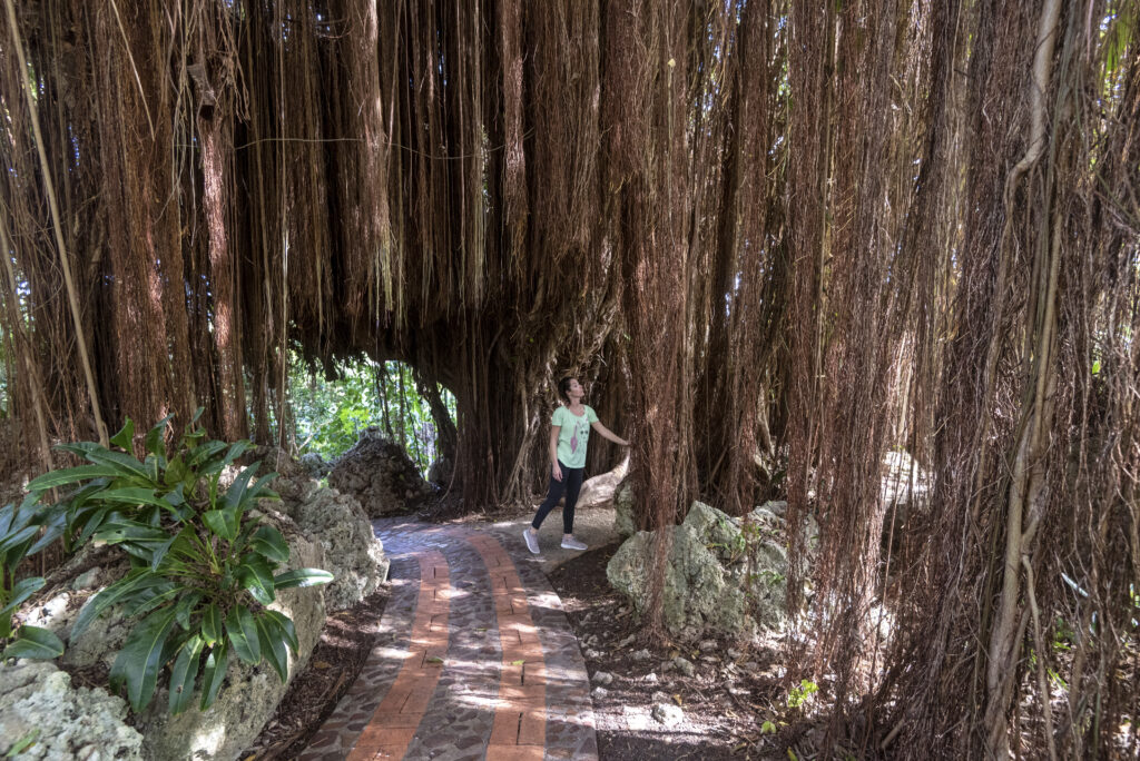 Curious woman admires hanging tree roots in Andromeda Botanic Gardens.