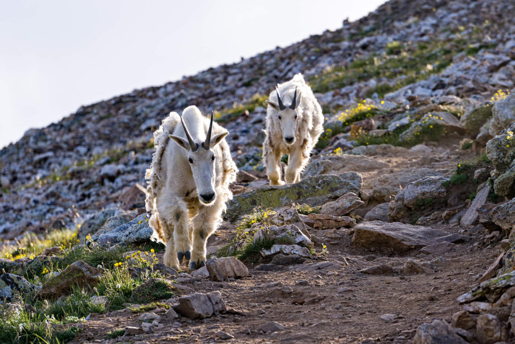 Mountain goats shed their winter growth while plant sprigs push between hillside rocks.