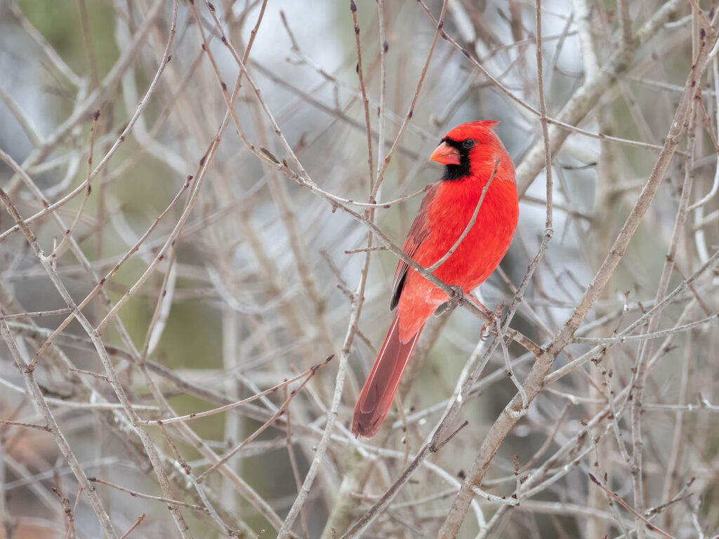 A bright red male cardinal sits on a branch.