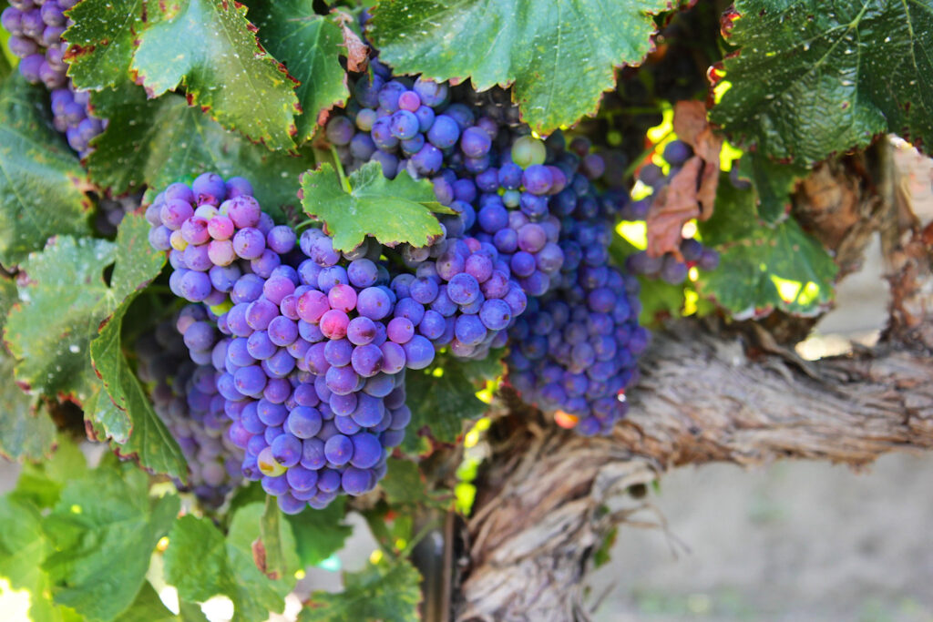 Clusters of purple grapes wait to be picked.
