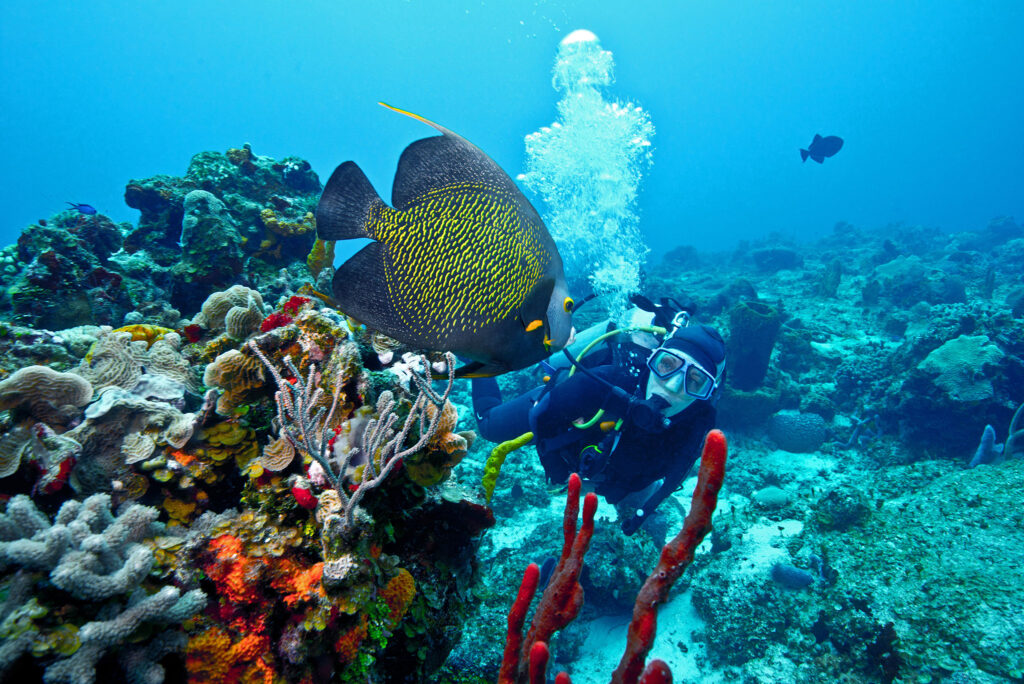 A scuba diver admires a French Angelfish amid corals and sponges.