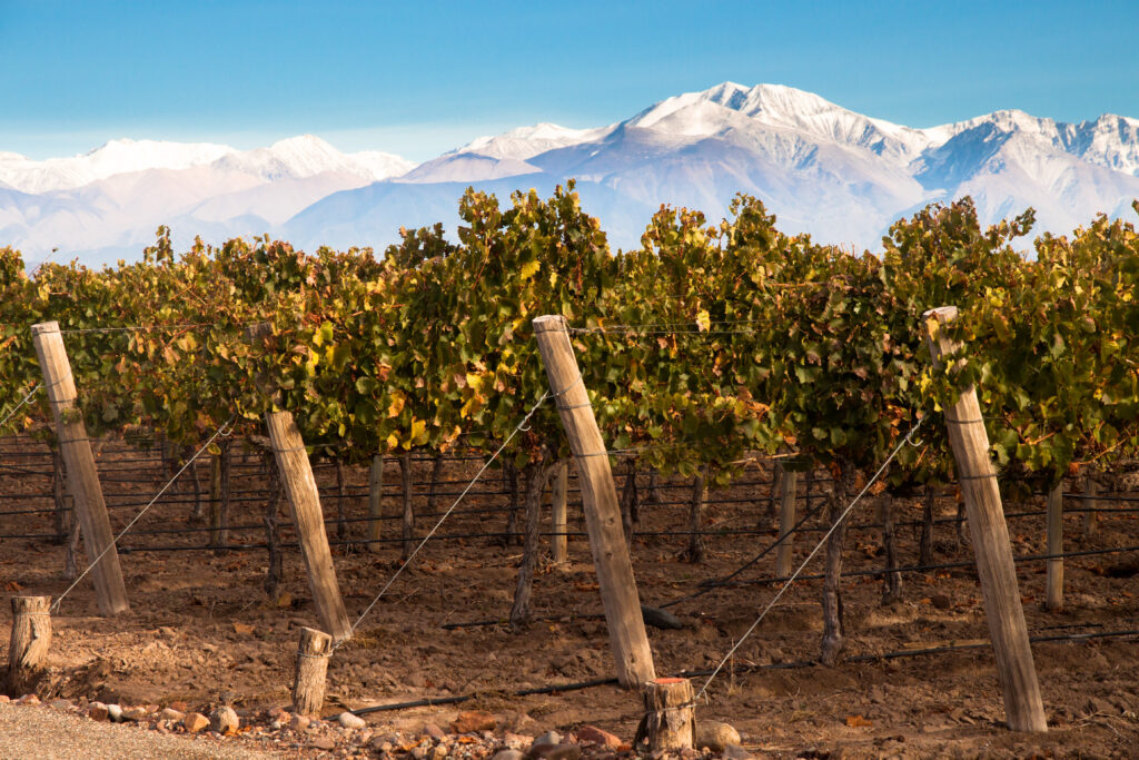 Ein gleichförmiger Weinberg wird von unregelmäßigen Bergkämmen in Mendoza überragt.