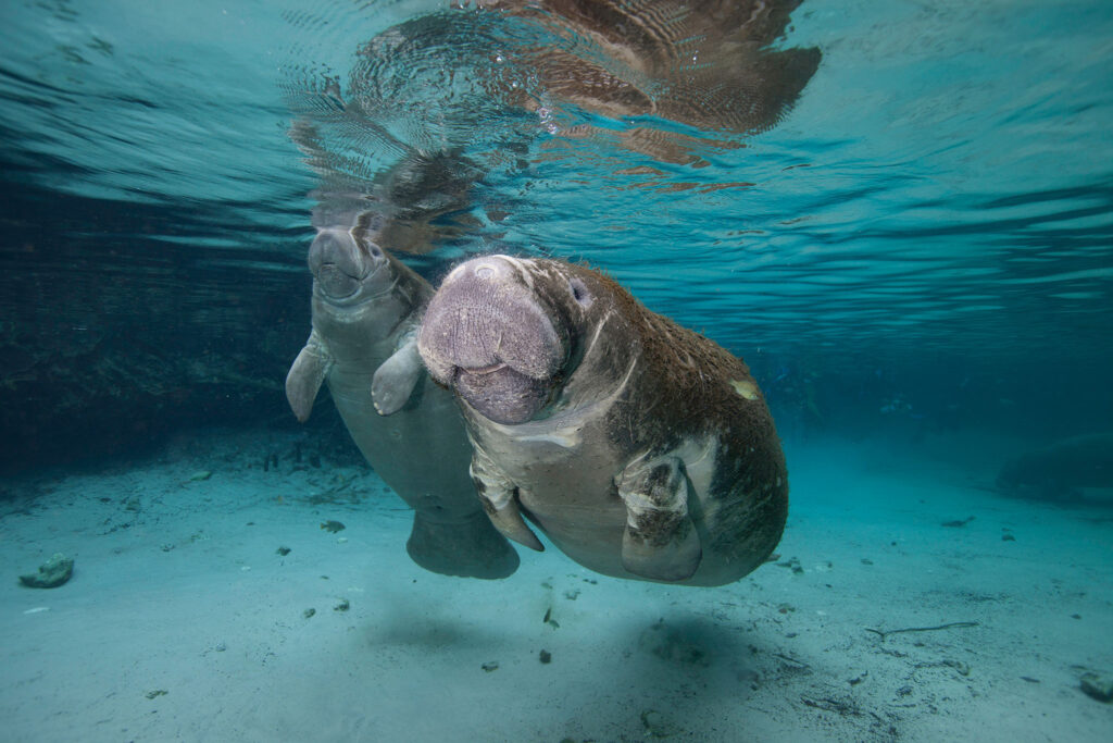 Two manatees take a breath at the surface in a blue Florida spring.