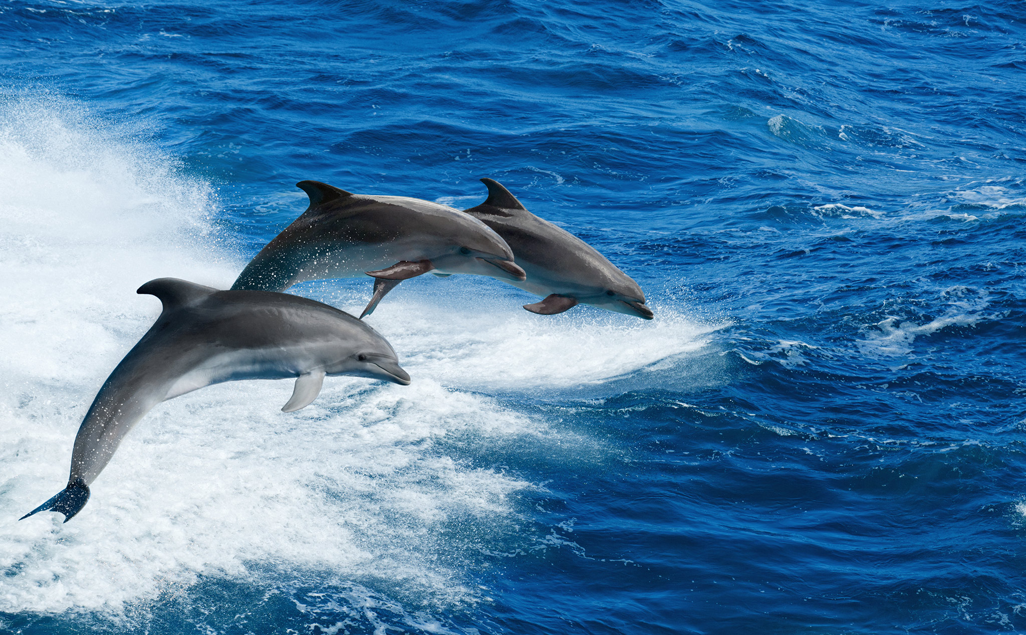 Sea Life Encounters in South Carolina