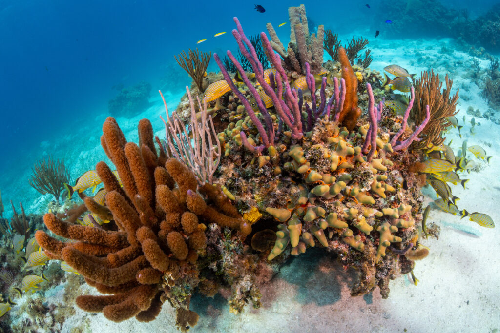 stock-photo-colorful-coral-garden-in-the-shallows