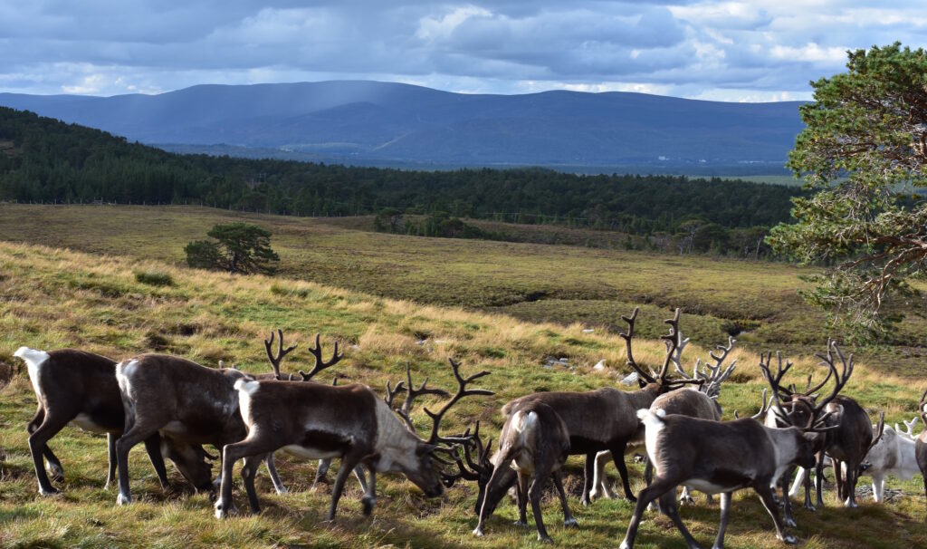 A herd of reindeers in the Cairngorms with the scenic mountains in the background