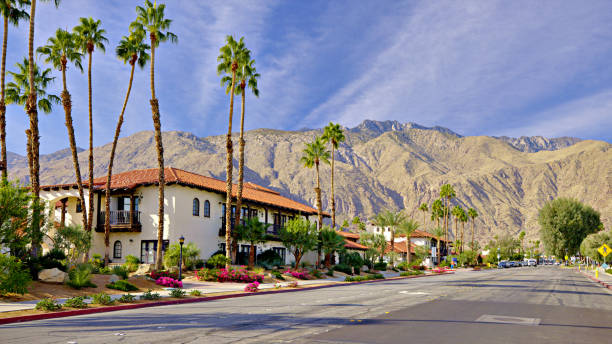Playtime Amid the Palms